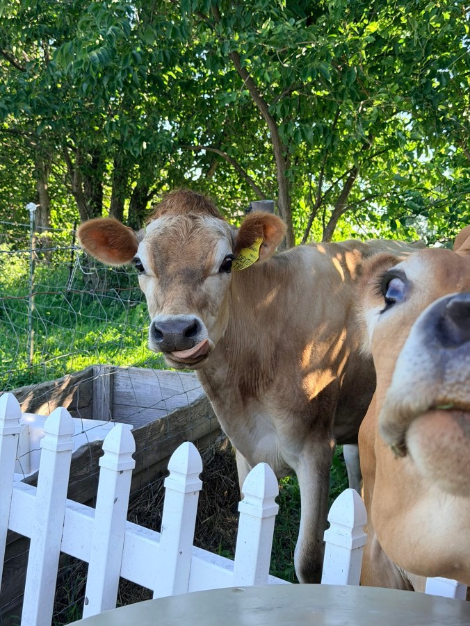 jersey cows